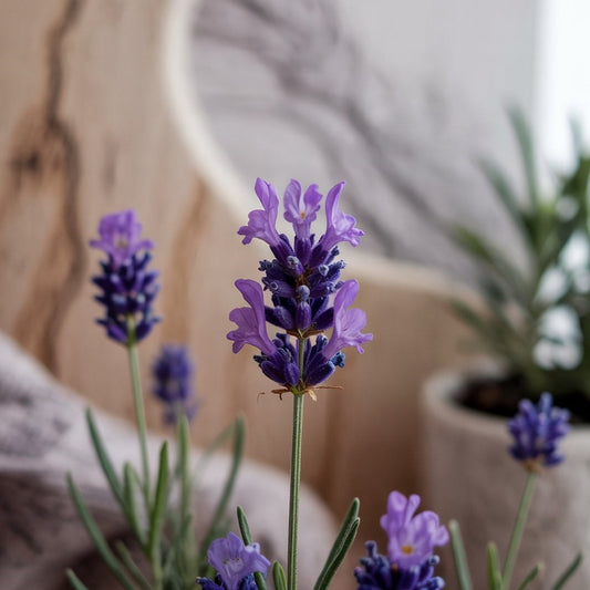 The Benefits of Lavender Oil for Face and Skin